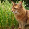 梅雨の真っただ中、晴れ間を探して猫とお庭散歩