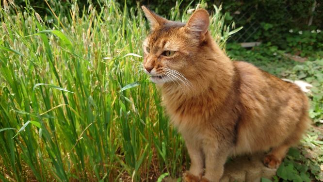 梅雨の真っただ中、晴れ間を探して猫とお庭散歩