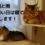 猫と雨　天気の悪い日は寝て過ごします！