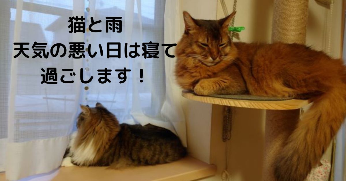 猫と雨　天気の悪い日は寝て過ごします！