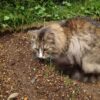 猫草（燕麦）の発芽と巣ごもり猫