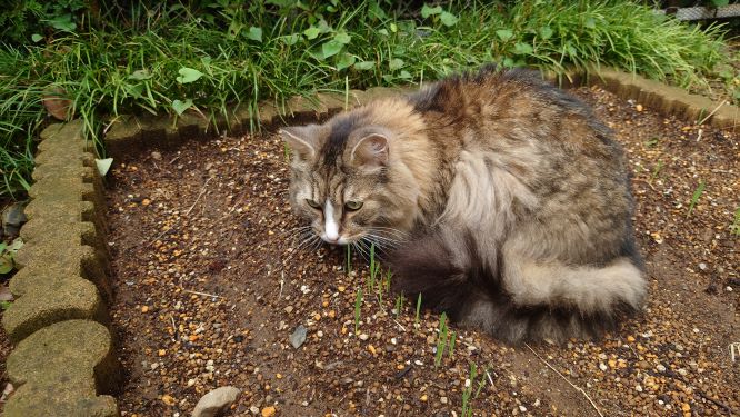 猫草（燕麦）の発芽と巣ごもり猫