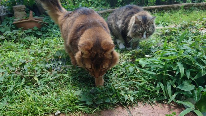 暑くても相変わらず散歩を楽しむ我家の猫、熱中症対策をして庭散策を楽しんでいます