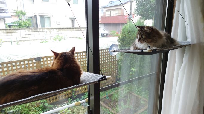 猫窓ハンモックを窓に設置してみた