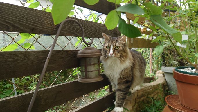 お盆休みが終わって父さんは夏バテ中、それでも我が家のニャンズは元気です