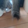 猫の尻尾のかゆみに関する質問について回答してみました！