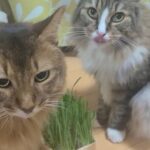 トトの尻尾の先に異変！父さんのようになってしまうのか！？
