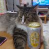 天気が悪ければ寝ていればいい！　猫と晩酌を楽しむ下僕と飲みすぎ注意とあきれる猫