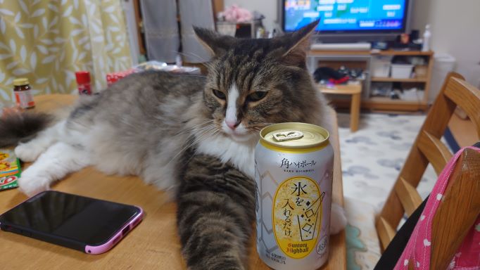 天気が悪ければ寝ていればいい！　猫と晩酌を楽しむ下僕と飲みすぎ注意とあきれる猫