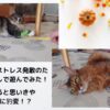 アイキャッチ_猫が喜ぶ猫じゃらし