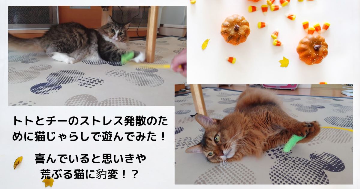 アイキャッチ_猫が喜ぶ猫じゃらし