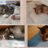 秋の訪れとともに猫の睡眠は深まります！癒される寝顔写真を集めてみました