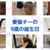 めでたく9歳の誕生日を迎えたチー！猫の誕生お祝い、猫が喜ぶプレゼントととは？