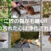 二匹の猫が毛繕いで愛情を深めます　猫の優しさを見て、下僕の汚れた心は浄化されました