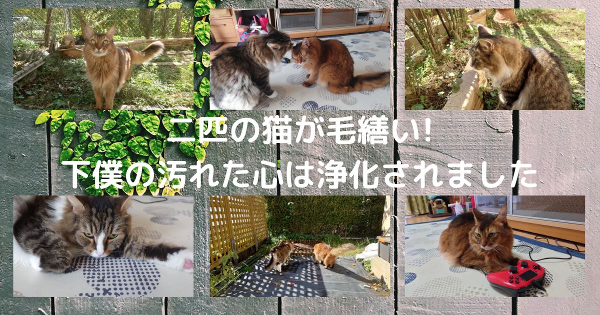 二匹の猫が毛繕いで愛情を深めます　猫の優しさを見て、下僕の汚れた心は浄化されました