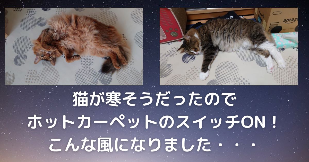 猫が寒そうだったのでホットカーペットのスイッチON！こんな風になりました・・・