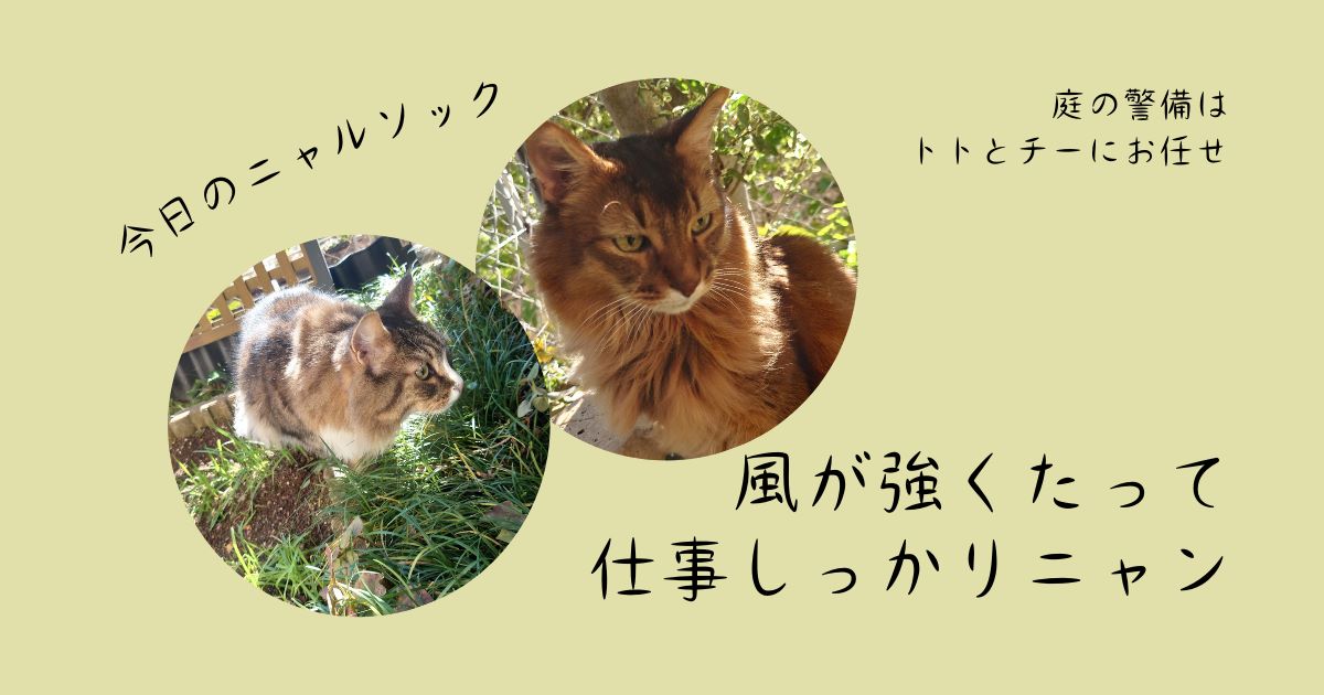 やべっ、寝坊した！　散歩に遅刻した猫　風が強くたって仕事しっかりニャン