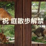 猫の庭散歩復活でニャルソックにやる気満々のニャンコ達！縄張りへの侵入者探索に夢中です！！