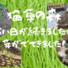 猫草の種を植えて芽が出てきました！　寒い日が続いたので難しいかなと思っていましたが・・・猫草はつよい！！