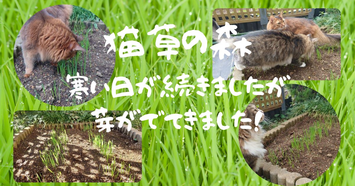 猫草の種を植えて芽が出てきました！　寒い日が続いたので難しいかなと思っていましたが・・・猫草はつよい！！