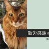 勤労感謝の日なので、我が家の猫のお仕事紹介～ニャルソックで家庭の平和を守ります～