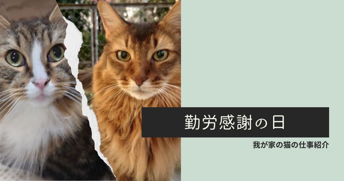 勤労感謝の日なので、我が家の猫のお仕事紹介～ニャルソックで家庭の平和を守ります～