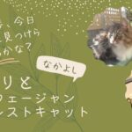 猫散歩、今日は何を見つけられるかな？