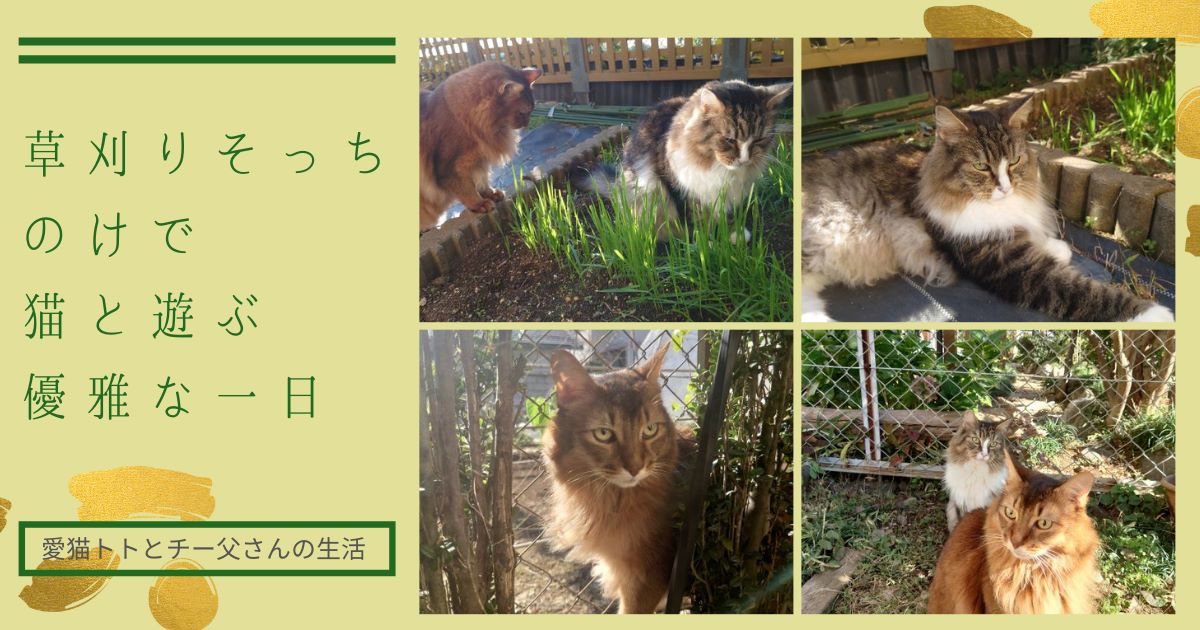 草刈りそっちのけで猫と遊ぶ優雅な一日