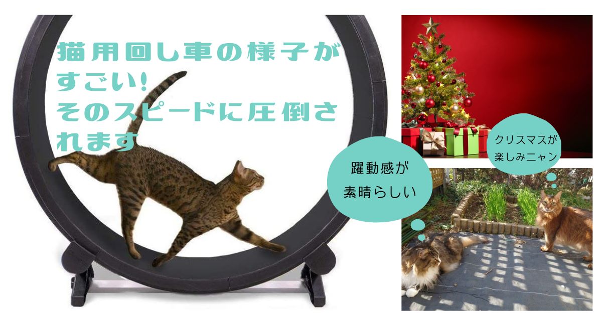 猫用回し車の様子がすごい！そのスピードに圧倒されます ～キャット