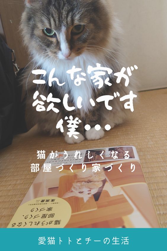 こんな家が欲しいです_猫