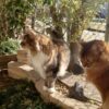 ここ掘れにゃんにゃん　縄張り意識がどんどん強まる我家の愛猫 ノルウェージャンフォレストキャットとソマリ