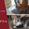 アイキャッチ_バリバリボウル