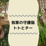 今日も平和をニャルソック～我家の守護（猫）神　ノルウェージャンのトトとソマリのチー～