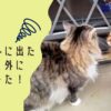 雨でも外に出たがる猫を外に出してみた！その時、我が家の猫の反応は如何に？