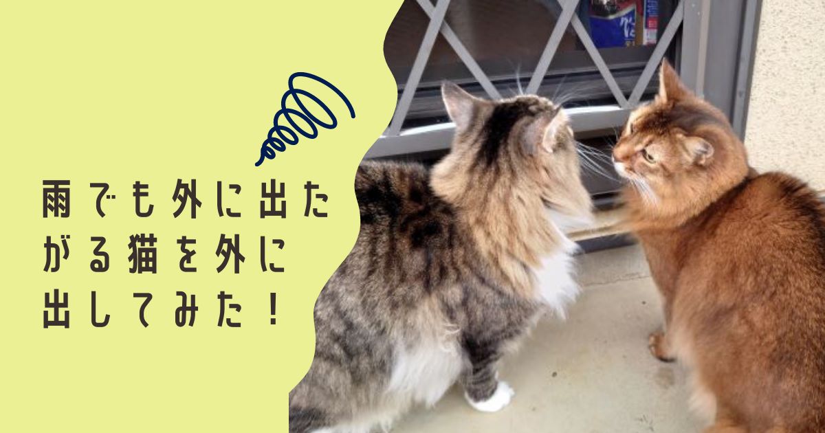 雨でも外に出たがる猫を外に出してみた！その時、我が家の猫の反応は如何に？