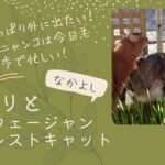 晴れたらやっぱり外に出たい！我が家のニャンコは今日も庭散歩で忙しい！
