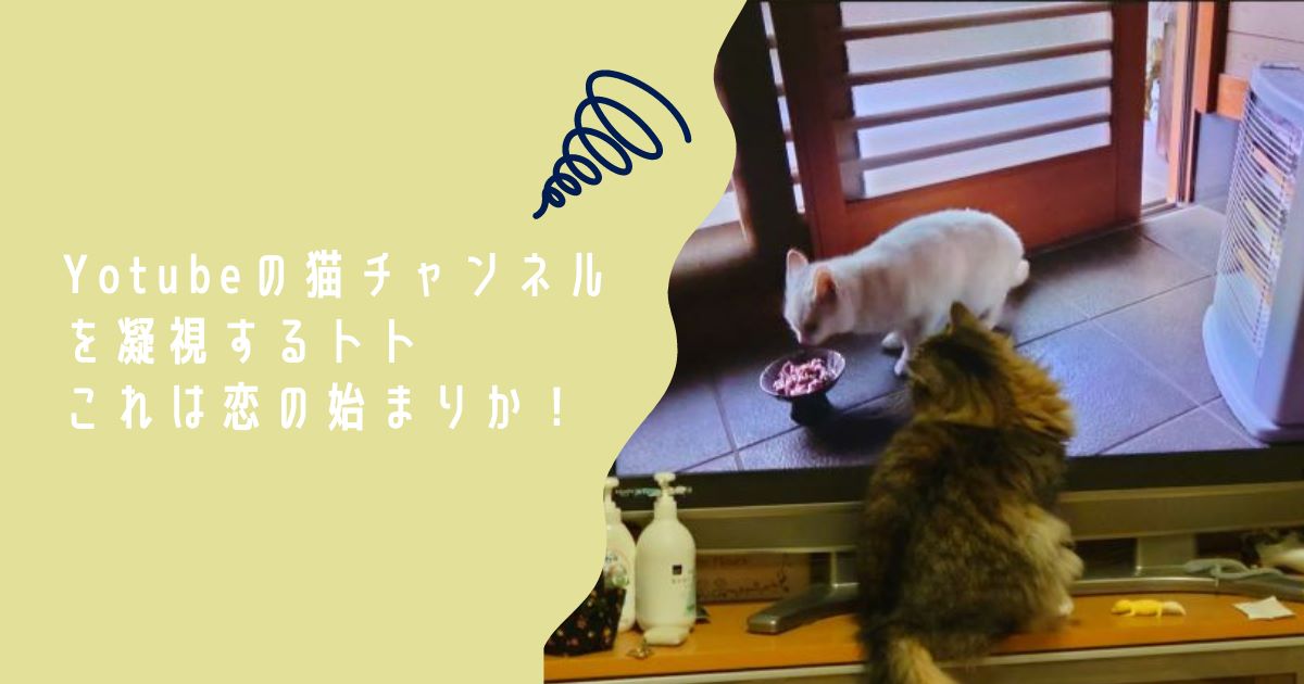 Yotubeの猫チャンネルを凝視するトト、これは恋の始まりか！