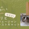 激しい雨の日の猫の過ごし方　～ノルウェージャンとソマリ～