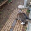 雨が降っても外に出たい猫の気持ち～雨の中での庭散歩（ニャルソック）～