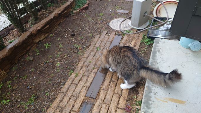 雨が降っても外に出たい猫の気持ち～雨の中での庭散歩（ニャルソック）～