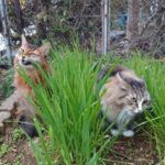 雪見でサラダバー　雪が降っても我が家の猫はニャルソックをやめてくれません！！　