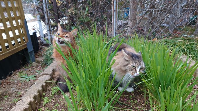 雪見でサラダバー　雪が降っても我が家の猫はニャルソックをやめてくれません！！　