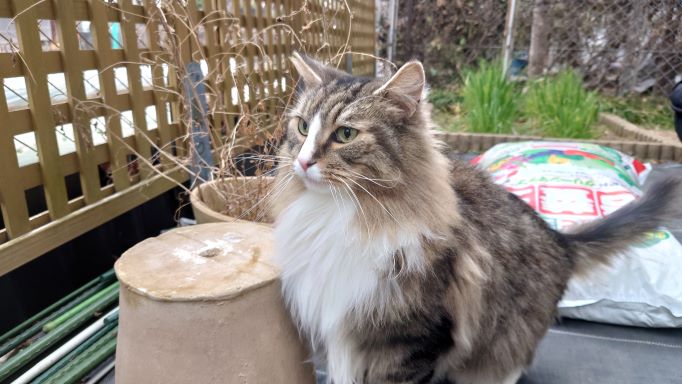 室内用に猫草を種から植えてみました！