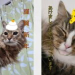 「外に行こうぜぇ～」　お正月でも、寒くても、我が家の猫は平常通り運転です！