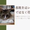 長靴をはいた猫ではなく花輪君？外散歩に行けなかったので、いつもよりたくさん猫じゃらしで遊んでみました！