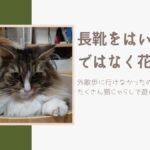 長靴をはいた猫ではなく花輪君？外散歩に行けなかったので、いつもよりたくさん猫じゃらしで遊んでみました！