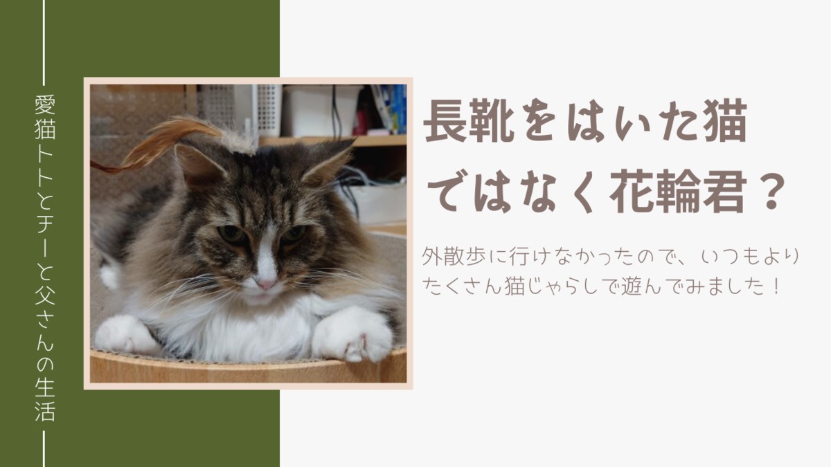 長靴をはいた猫ではなく花輪君？外散歩に行けなかったので、いつもよりたくさん猫じゃらしで遊んでみました！