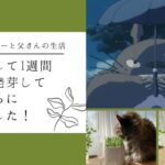種まきして1週間、猫草が発芽して食べごろになりました！