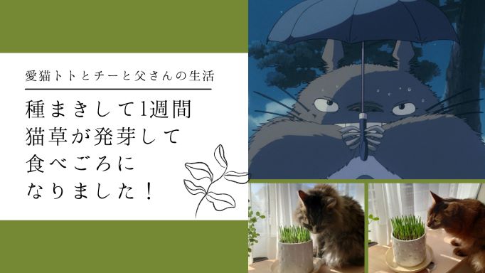 種まきして1週間、猫草が発芽して食べごろになりました！