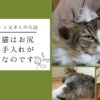 長毛種猫_アイキャッチ